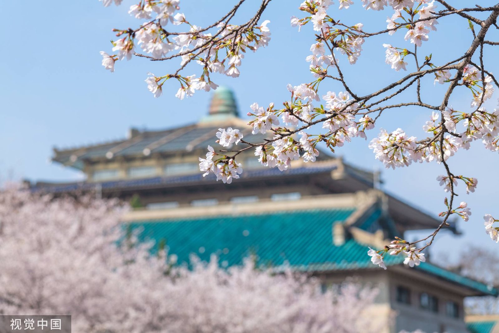 cherry blossom spot in China